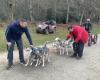 Centinaia di cani si sono riuniti a Le Mans per le gare di slitta