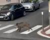 Un cinghiale infuriato ferisce due persone, carica un'auto e spacca finestre nel centro di Grasse