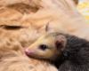 Un gatto prende in simpatia un cucciolo di opossum che vede in lui il perfetto sostituto del papà (video)