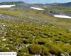 Antartide: la penisola sta diventando più verde a un ritmo allarmante sotto l’effetto del cambiamento climatico