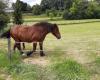 Ma dove è finito Nuage? Lancia un appello disperato per ritrovare il suo cavallo da tiro scomparso dal recinto