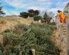 questa località balneare raccoglie alberi di Natale per stabilizzare le sue dune