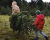 La città di Gand ha invitato in tutta fretta i suoi abitanti a mangiare i loro alberi di Natale – rts.ch