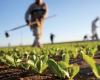 Campagna agricola: misure dettagliate per ridurre i costi dei produttori