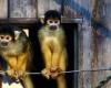 Opinione shock: gli zoo dovrebbero uccidere i loro animali adulti