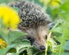 Come aiutare la fauna selvatica a prosperare nel tuo giardino d’inverno