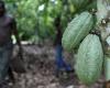 In video – Più sostenibile, l’agroforestazione sta tornando alla ribalta nella produzione del cacao