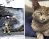 Lucky, il gatto miracoloso dell’incendio di Saint-Benjamin, al centro di un’ondata di solidarietà