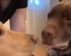 Si mette in viaggio con i suoi cani senza sapere che il Labrador di sua suocera si è imbarcato di nascosto per stare dai suoi amici (video)