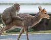 VIDEO. Scimmie che “cavalcano” cervi come cowboy… queste scene di rodeo che incuriosiscono gli scienziati