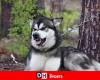 Aggressione mortale ad Aodren, 7 anni: i cani malamute, ritenuti pericolosi, sono stati soppressi