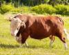 Il sindaco Jean-Luc Finelle muore in un attacco di toro